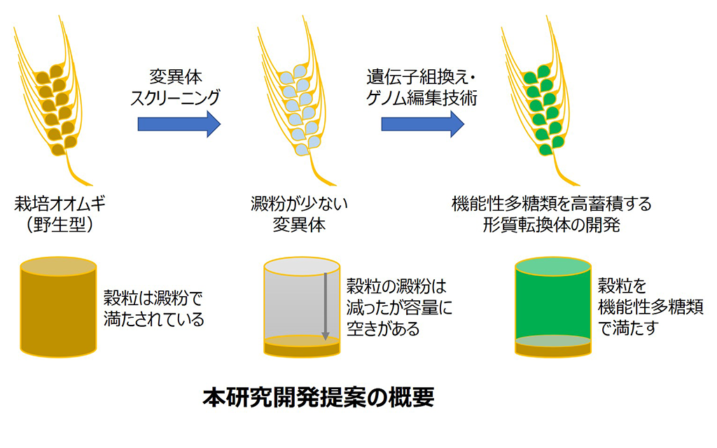 デンプン多糖類