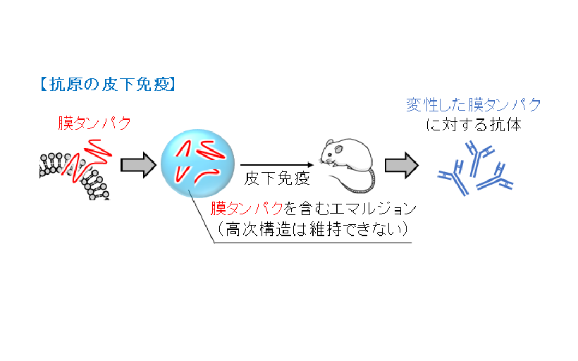 安価 ワタナベ 膜タンパク質工学ハンドブック ケース付き* その他