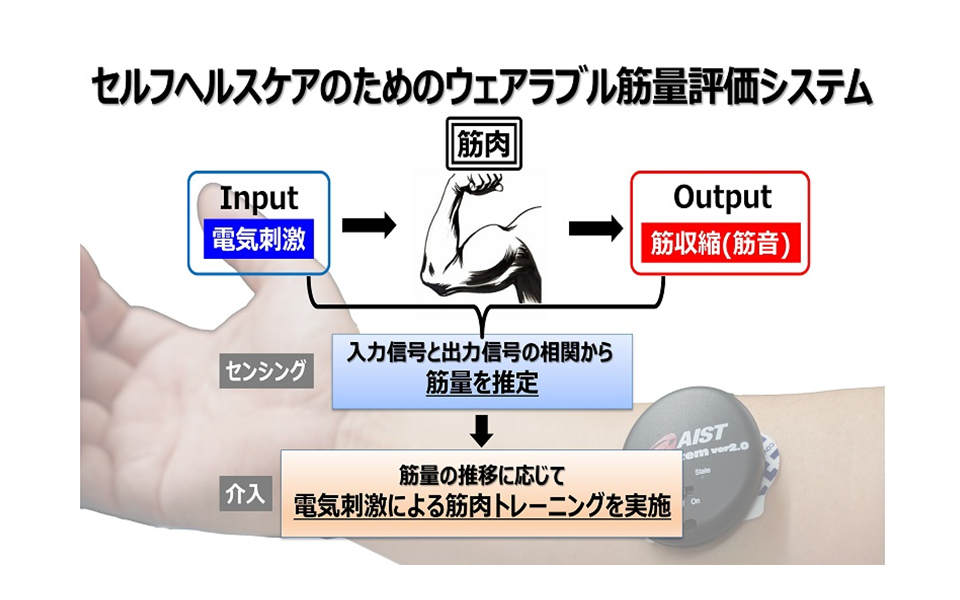 セルフヘルスケアのためのウェアラブル筋量評価システムの開発